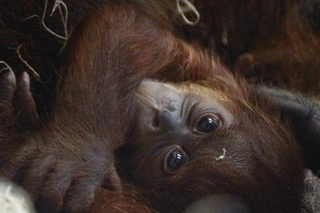 The Philadelphia Zoo’s baby Sumatran orangutan, the first birth of this species at the zoo in 15 years, on June 26. Photo: Philadelphia Zoo/TNS