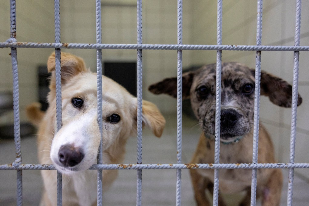Stray dogs are seen at an animal rehabilitation centre in Istanbul, Turkey, in May. Photo: Reuters