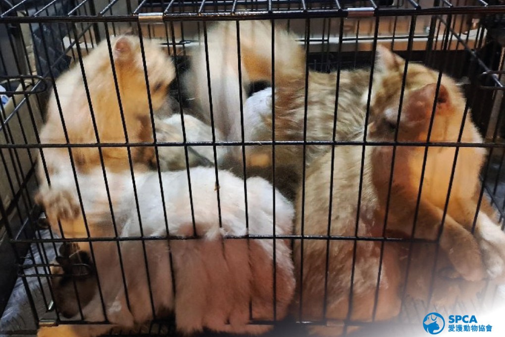 Smuggled cats crammed into a tiny cage, which can lead to the spread of diseases, the SPCA has warned. Photo: SPCA