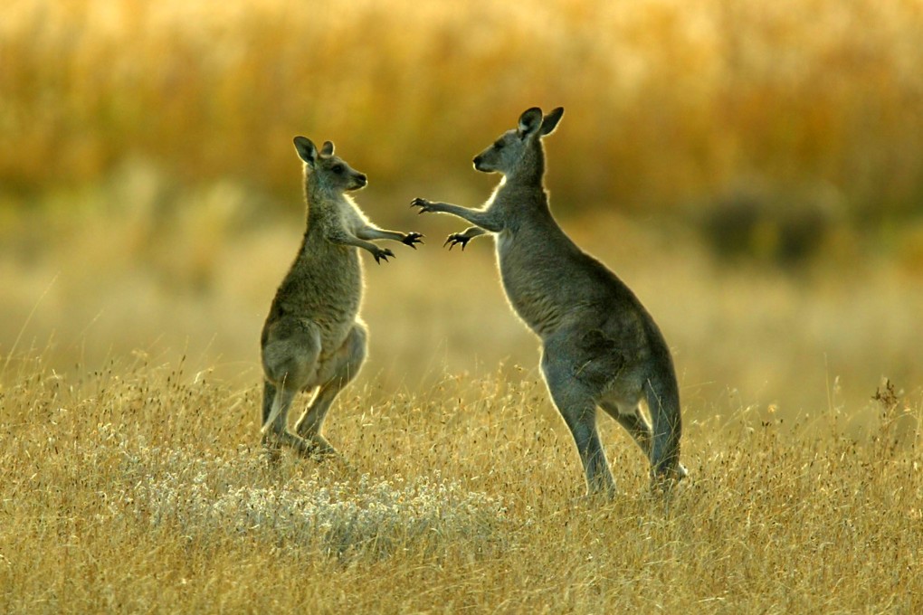 Kangaroo bonds are Australian dollar-denominated bonds issued by foreign entities in Australia. Photo: Reuters