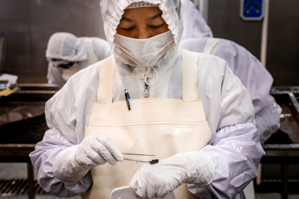 A worker checks the quality of caviar at a Kaluga Queen production facility in China’s Zhejiang province. Photo: Simon Song