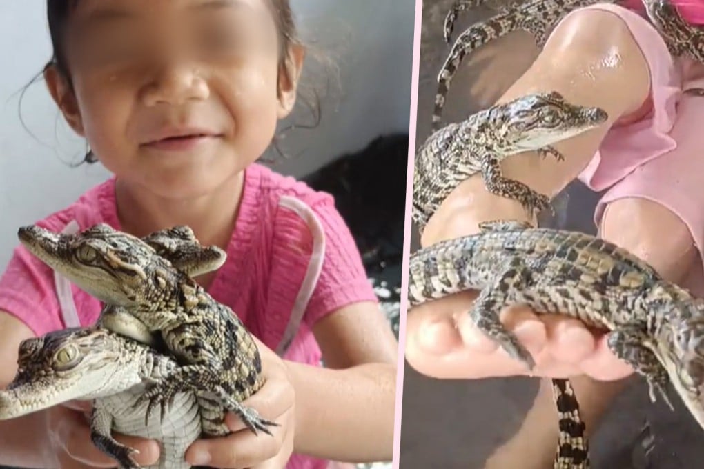 A viral video of a four-year-old girl in Thailand playing with hundreds of baby crocodiles has sparked fears over the youngster’s safety. Photo: SCMP composite/TikTok