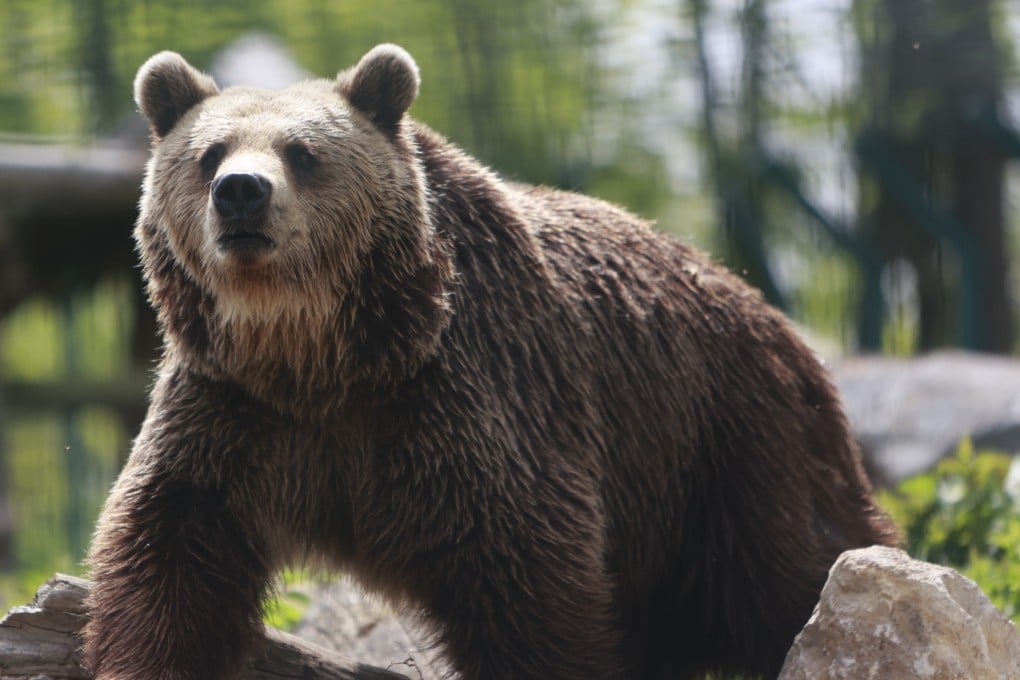 Romania is home to Europe’s largest brown bear population outside Russia. Photo: dpa