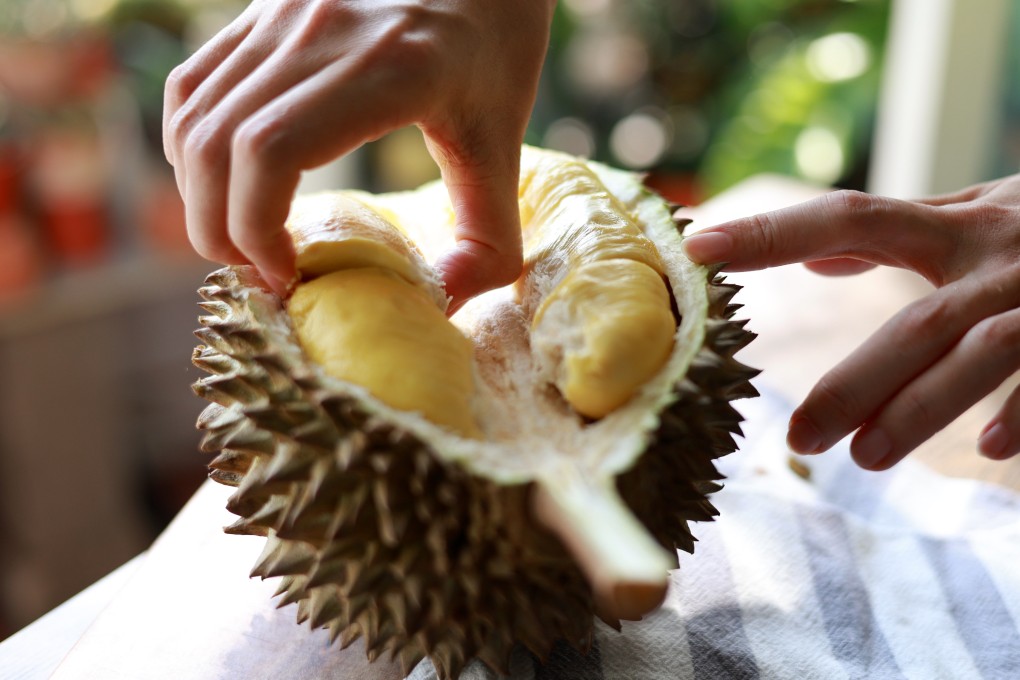 Malaysia is renowned for its durian, and is preparing its first export shipment to China. Photo: Getty Images