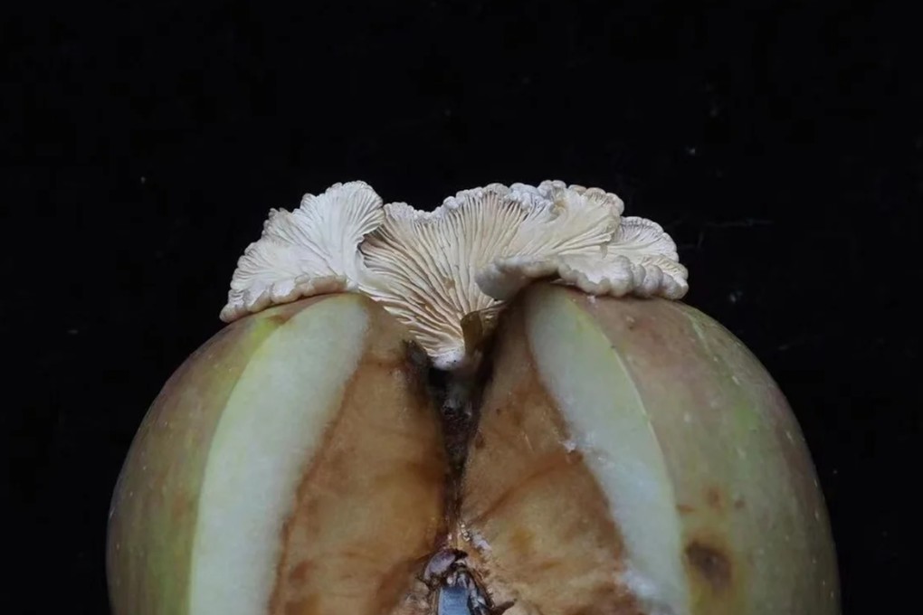 The team believes fungal spores might have fallen onto apples while the fruit was being transported or stored, which then germinated and spread into the apple’s flesh. Photo: Handout