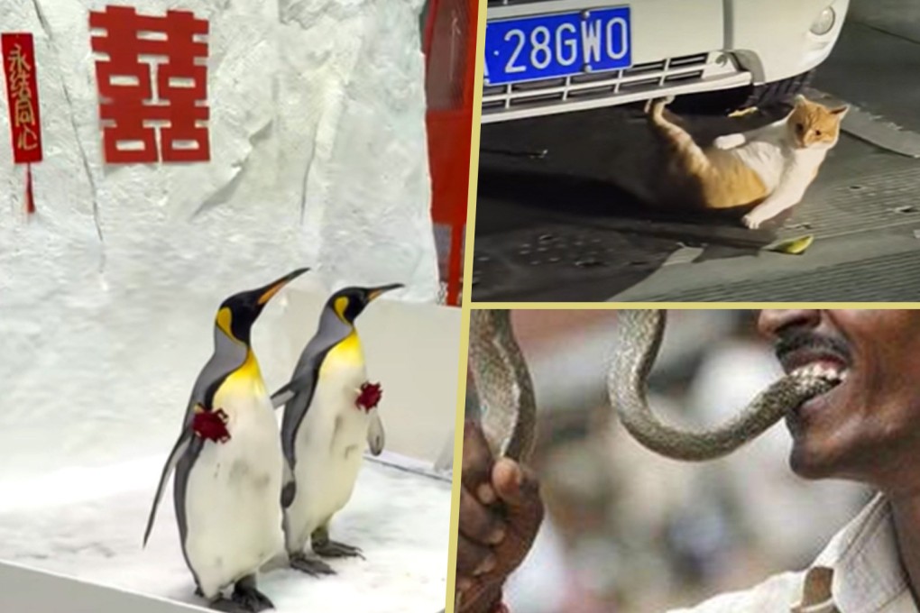 The Post brings you the best weird and wonderful news from across Asia. Photo: SCMP composite/Douyin/Sohu