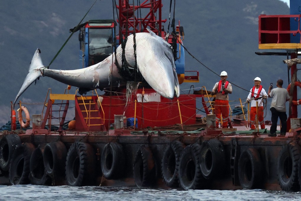 The carcass of the whale is hauled out of the water. The conservation department hopes to have a concrete plan and timeline on a whale-watching ban by the third quarter of this year. Photo: May Tse