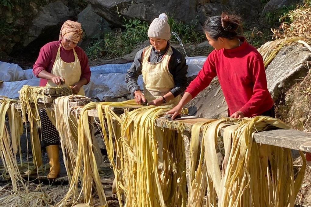 Women in eastern Nepal’s Illam district strip the bark off an argeli plant, which is used to make banknotes in Japan. Photo: Hari Shrestha