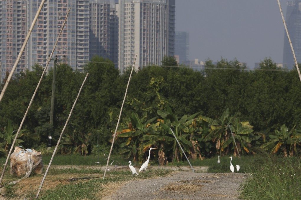 Egrets at San Tin in Yuen Long in an area that falls within the development. Photo: Yik Yeung-man