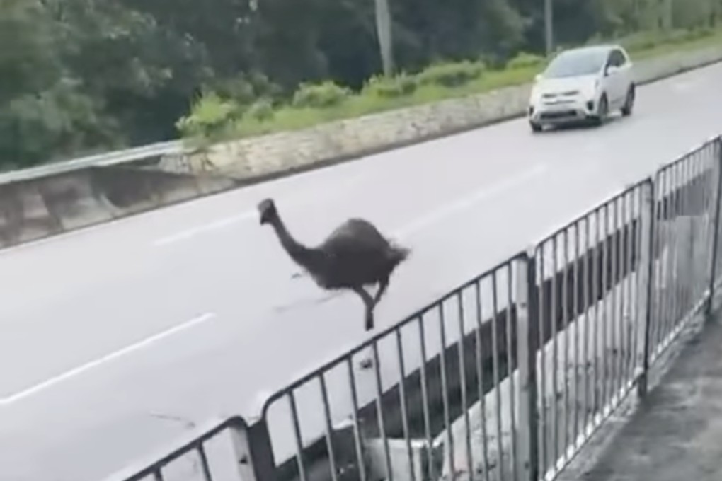 An emu runs wild in Tin Shui Wai before police and the SPCA capture it. Photo: Facebook/Bosco Chu