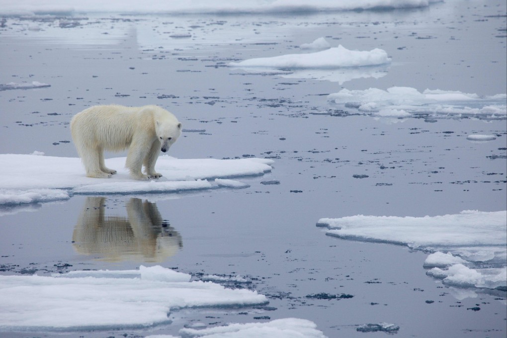 A polar bear stands on melting Arctic sea ice in Svalbard, Norway. Photo: Polar Bears International / KT Miller / AFP