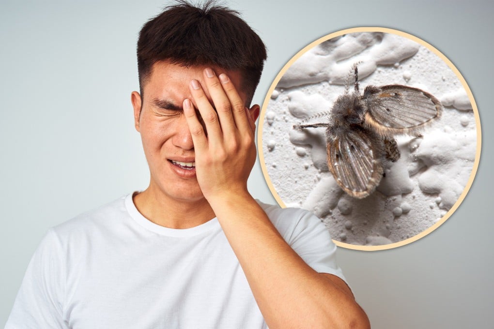 Fly-swatting man in China loses eye after killing pesky insect that ...