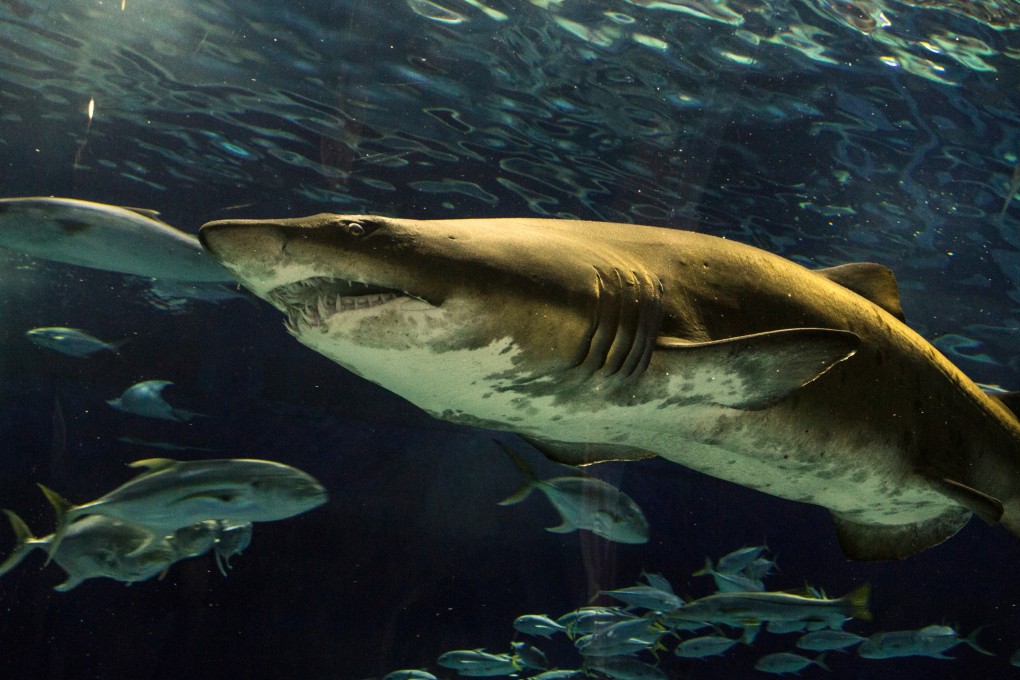 A shark at the Rio de Janeiro Sea Aquarium. File photo: Shutterstock