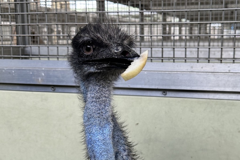 Wildlife authorities have said they are still liaising with animal welfare organisations to find a new home for the emu. Photo: Facebook/AFCD