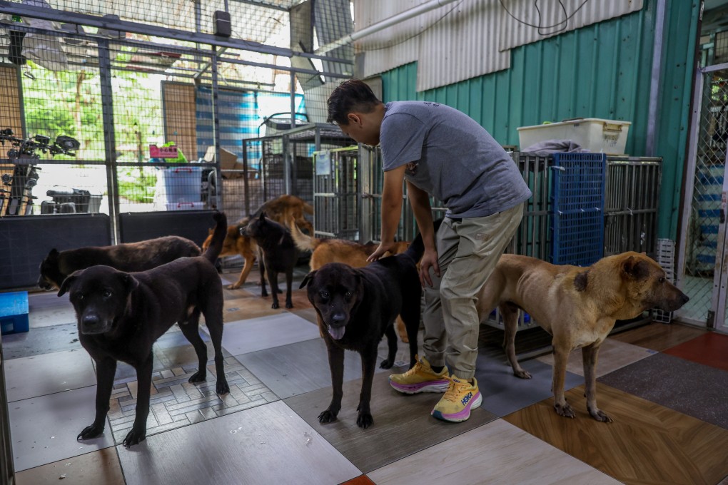 Stray dogs are being cared for at Paws Guardian Rescue Shelter in Tai Tong. Photo: Edmond So