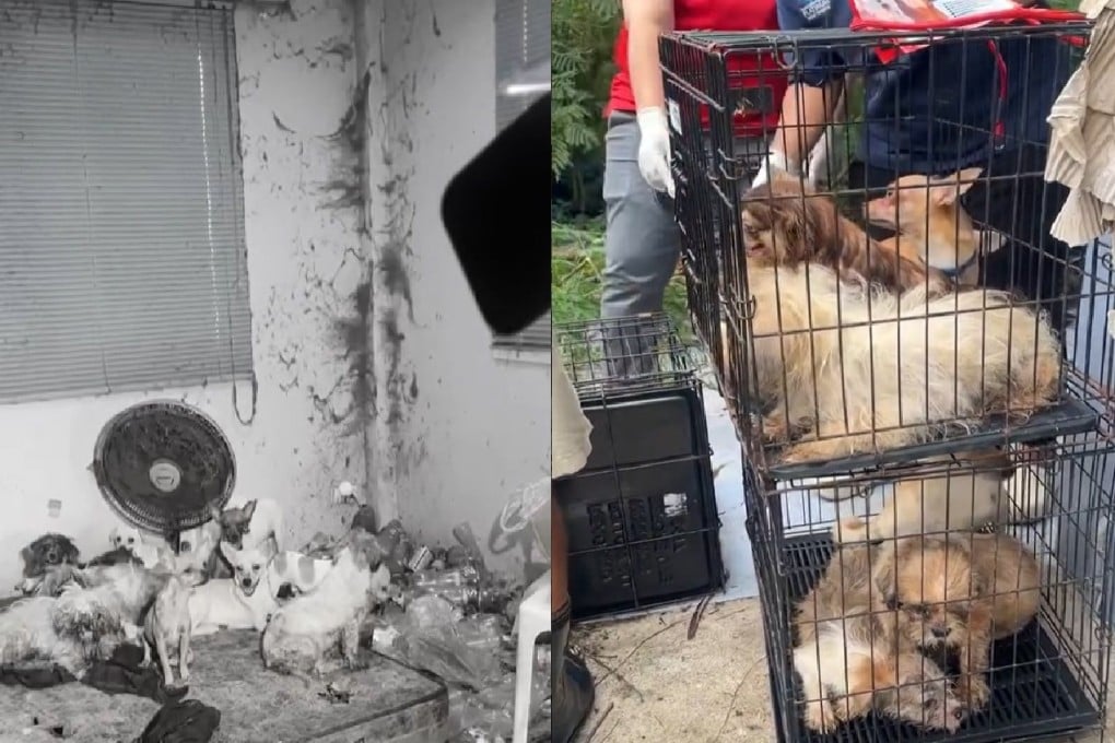 Screenshots from a video shared by the Voice Foundation, an animal welfare charity, showing the dogs when they were found in the deceased owner’s home and after their rescue. Photos: Instagram / @thevoicefoundation