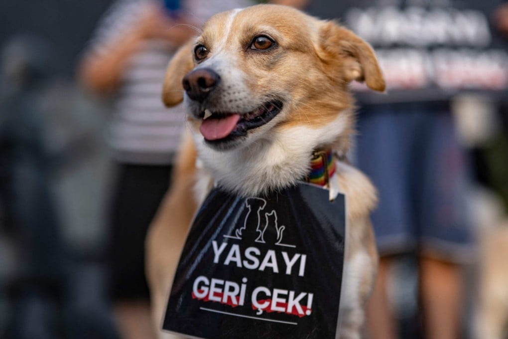 A dog with a banner that reads “Withdraw the law” around its neck is seen during a rally to protest against a bill drafted by the government that aims to remove stray dogs off the country’s streets, in Istanbul on July 23. Photo: AFP