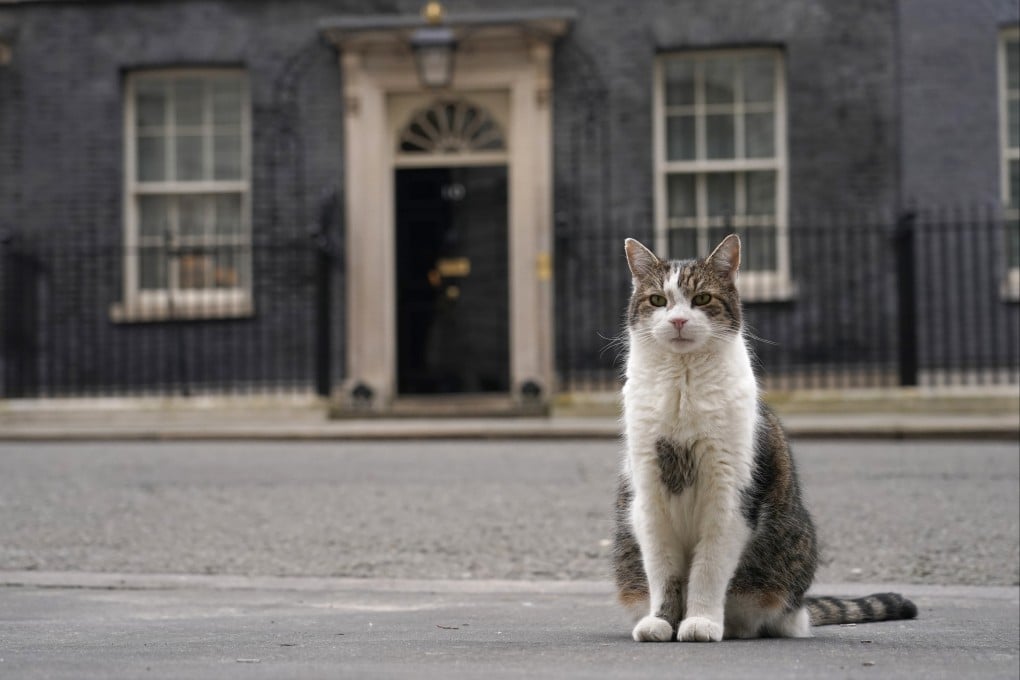 Larry the cat, Chief Mouser to the Cabinet Office, is training his sixth prime minister. Photo: AP