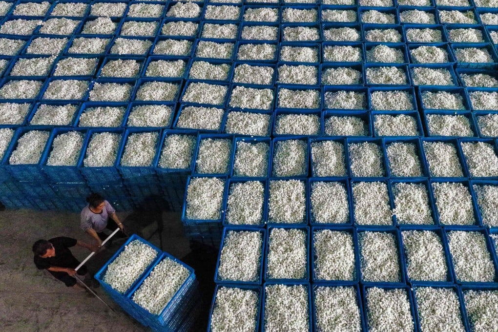 Workers push a cart loaded with cocoon silk at a factory of a silk company in southeastern China’s Chongqing municipality. Photo: AFP