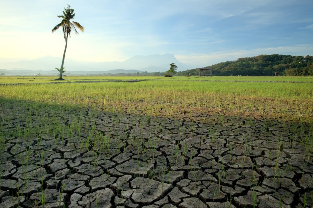 A dried up paddy field with Mount Kinabalu in Sabah, Malaysia in the background. Photo: Shutterstock