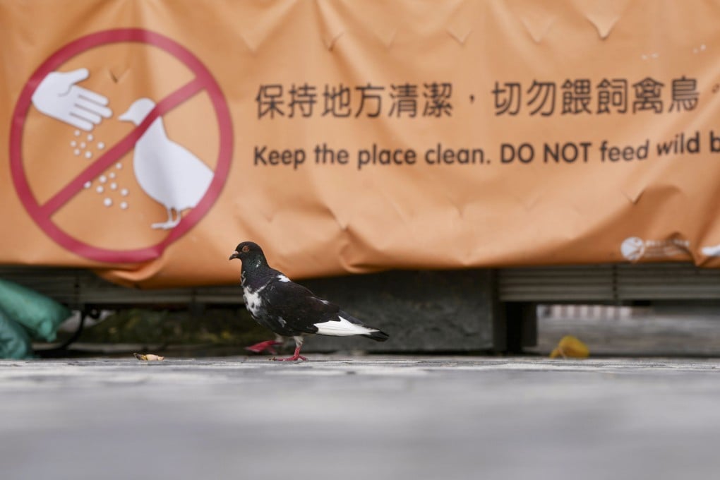 A banner is displayed warning people against feeding pigeons in Hong Kong. Photo: Sam Tsang
