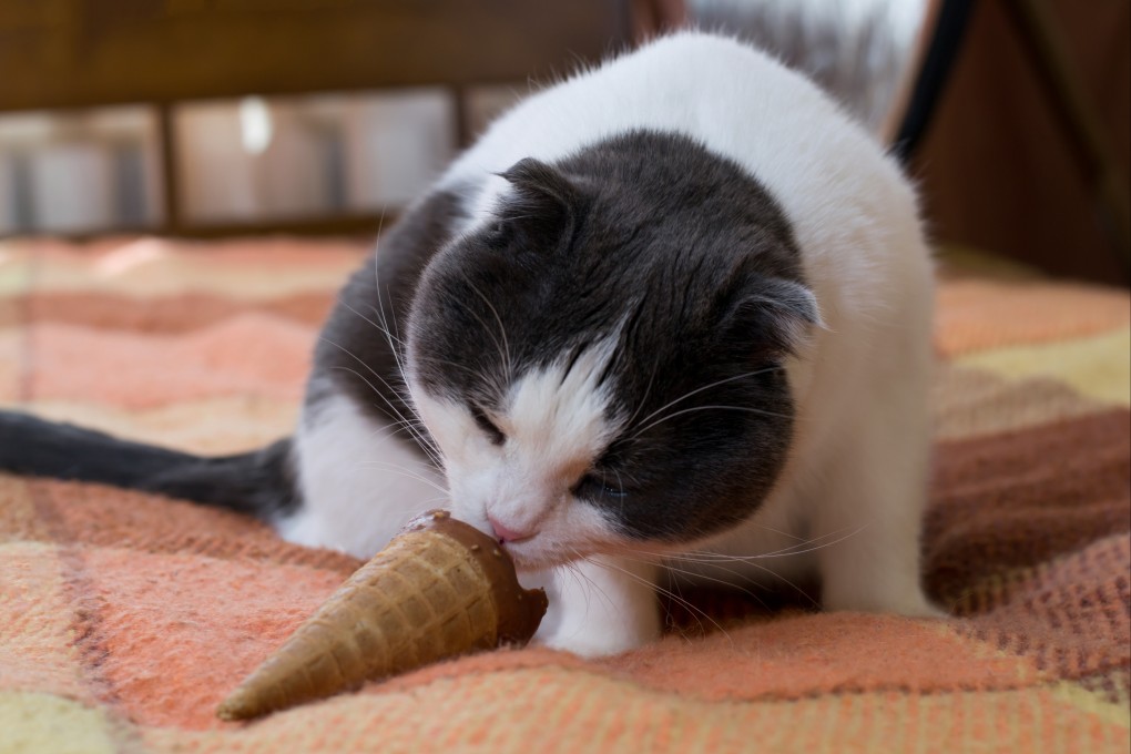 Researchers put obese cats on a diet and studied how microbes in their guts reacted, finding clues that could help treat obesity in humans. Photo: Shutterstock