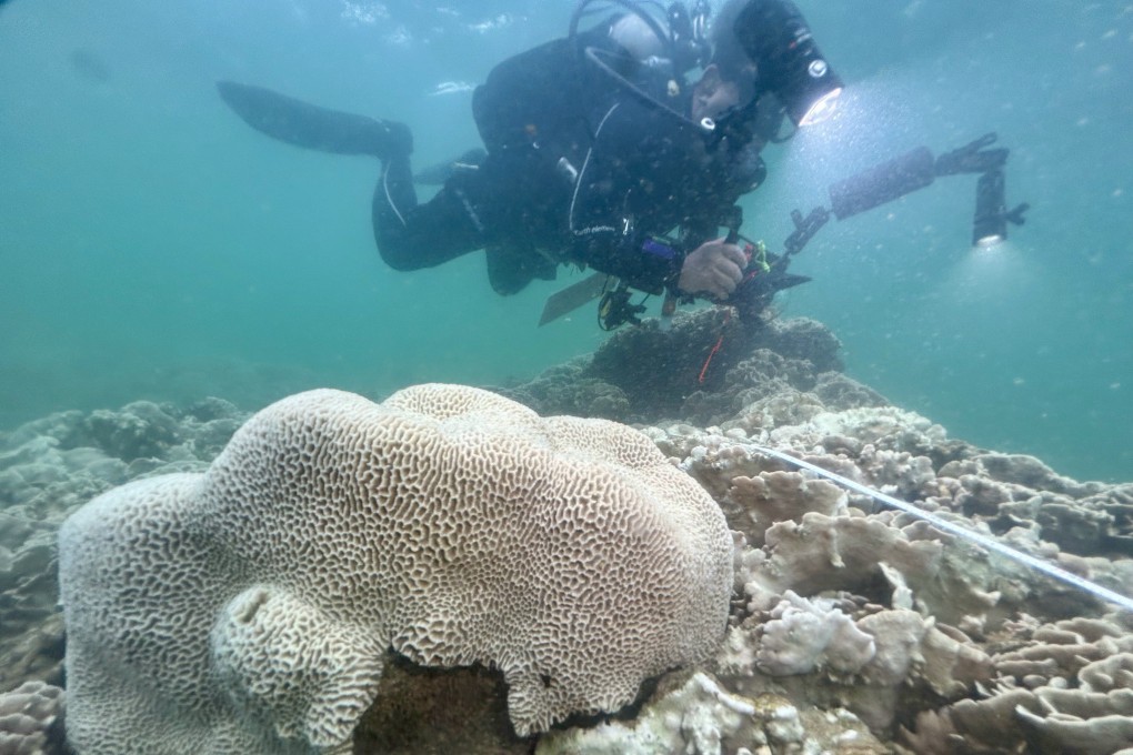 Scientists at global NGO Reef Check Foundation and other researchers have discovered 73 per cent of corals around Sharp Island at the Hong Kong Unesco Global Geopark had bleached. Photo: Dickson Wong