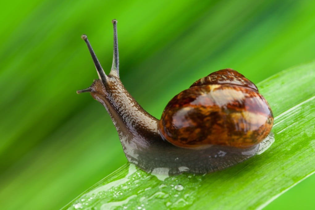 Scientists researching climate change collected snails before a deadly storm hit Zhengzhou in central China in 2021 to study isotope changes. Photo: Shutterstock Images