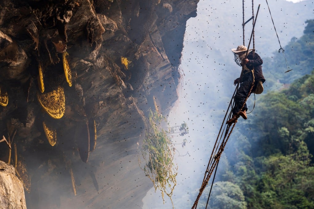 Mad honey is mainly produced by bees in places such as Nepal that ingest the nectar of certain poisonous plants. Photo: Shutterstock