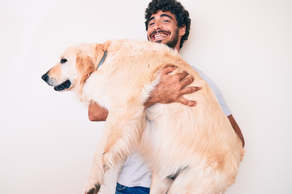 An overweight pet may look cute to its owner, but their excess weight could be shortening their lifespan. Experts explain how to get them back in shape. Photo: Shutterstock