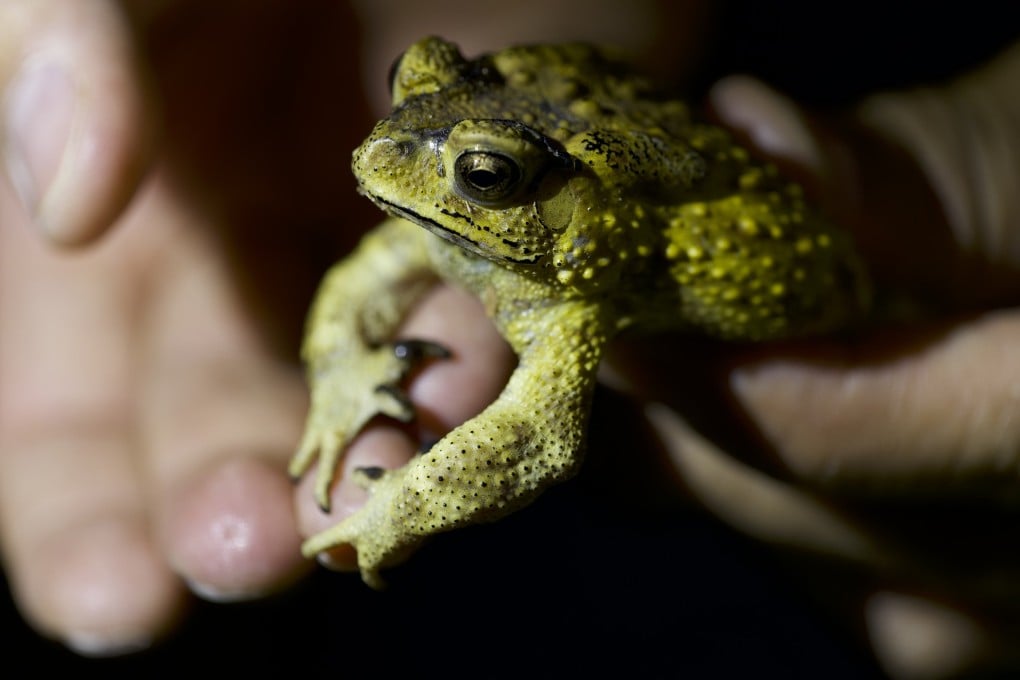 The Asian common toad is the most widespread amphibian species in Hong Kong, and can be seen on a Kadoorie Farm and Botanic Garden night walk. Photo: Kadoorie Farm and Botanic Garden