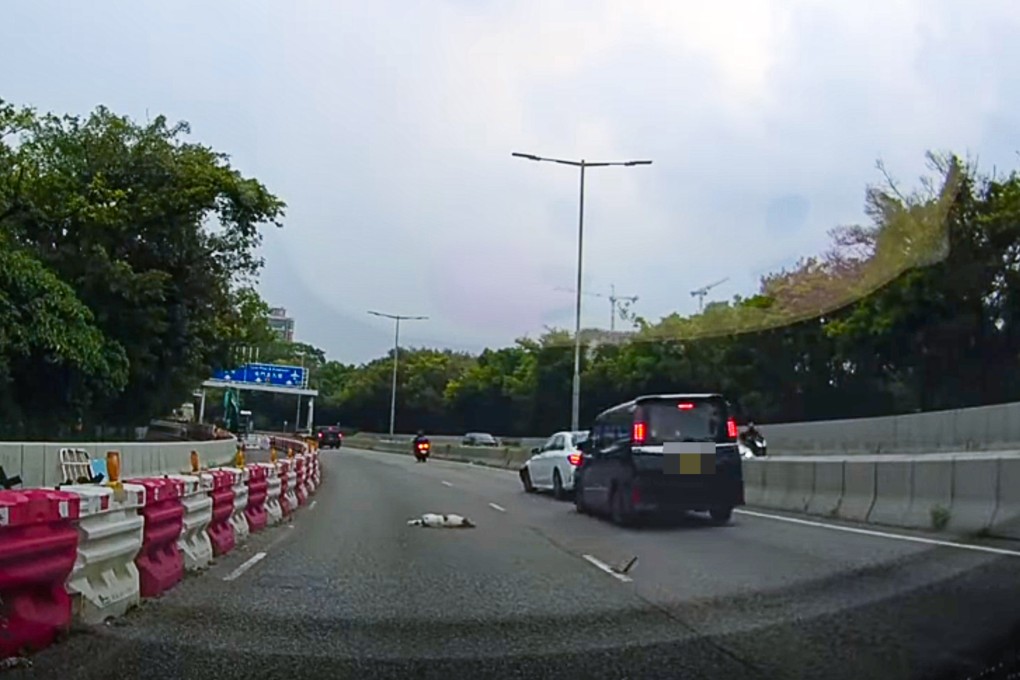 A dog has died after a car crash in Yuen Long. Photo: Facebook/Kevin Ho