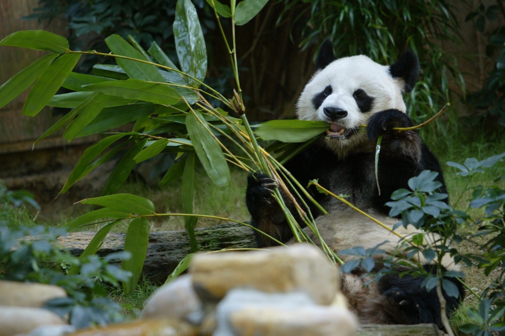 Giant male panda An An at Ocean Park in 2004. A two-year research was conducted before the bear died in 2022. Photo: Robert Ng