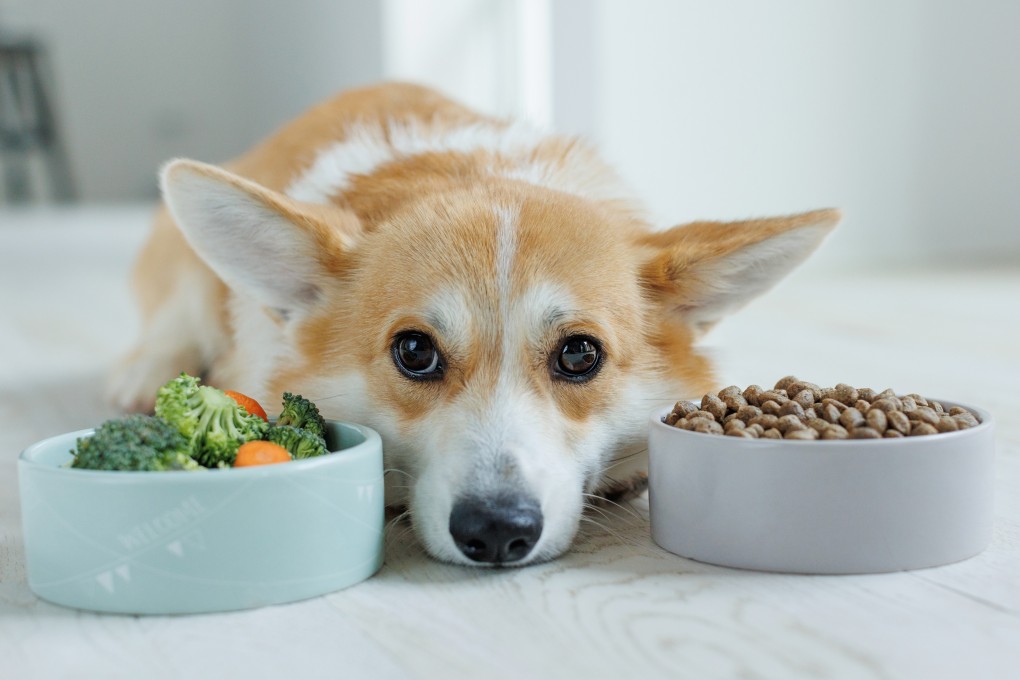 What sort of bed should you get a new puppy or shelter dog? What sort of food? And what kind of feeding bowl? A dog trainer breaks down the essentials. Photo: Shutterstock