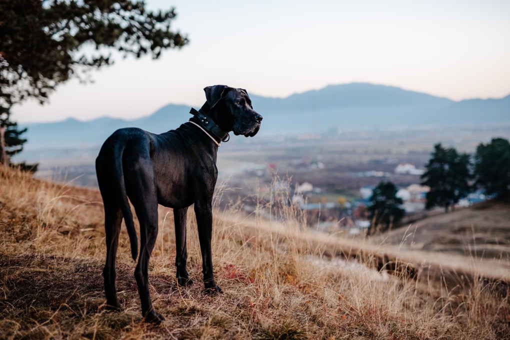 Great Dane standing on a mountain path, with a blurry range of mountains in the background. Photo: Shutterstock