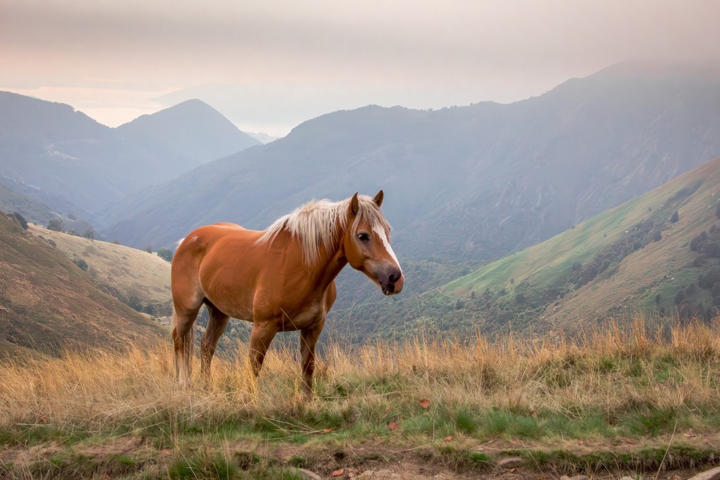 Researchers have found that horses are much more intelligent than initially believed. Photo: Shutterstock