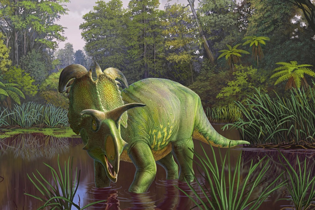 An artist’s impression of the newly-identified Lokiceratops, whose fossils were unearthed in northern Montana in the US. Photo: Sergey Krasovskiy/Handout via Reuters