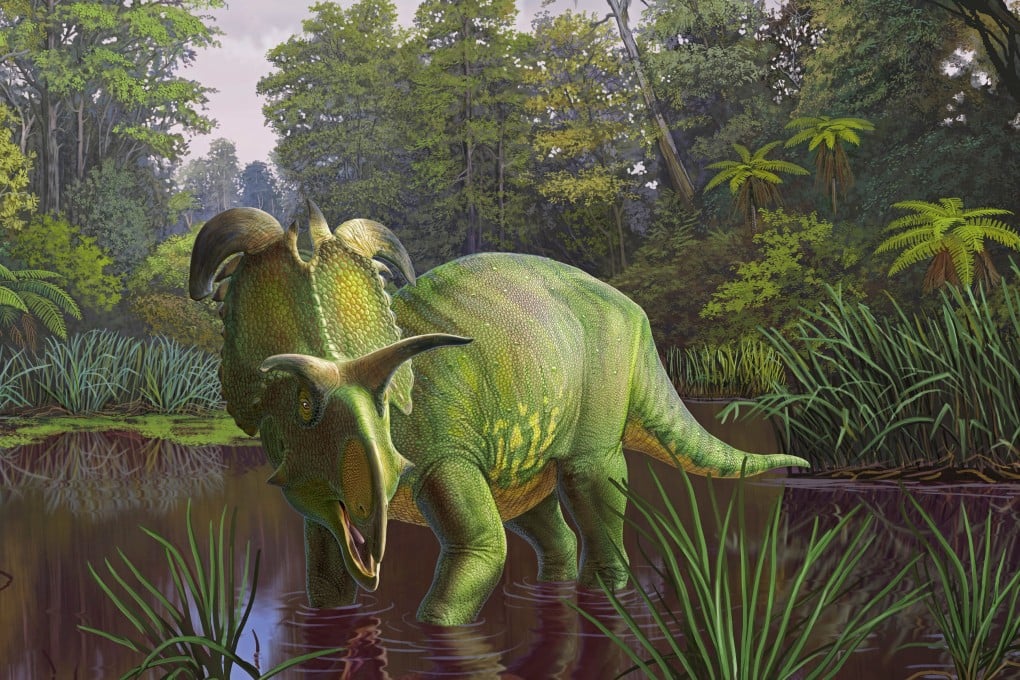 An artist’s impression of the newly-identified Lokiceratops, whose fossils were unearthed in northern Montana in the US. Photo: Sergey Krasovskiy/Handout via Reuters