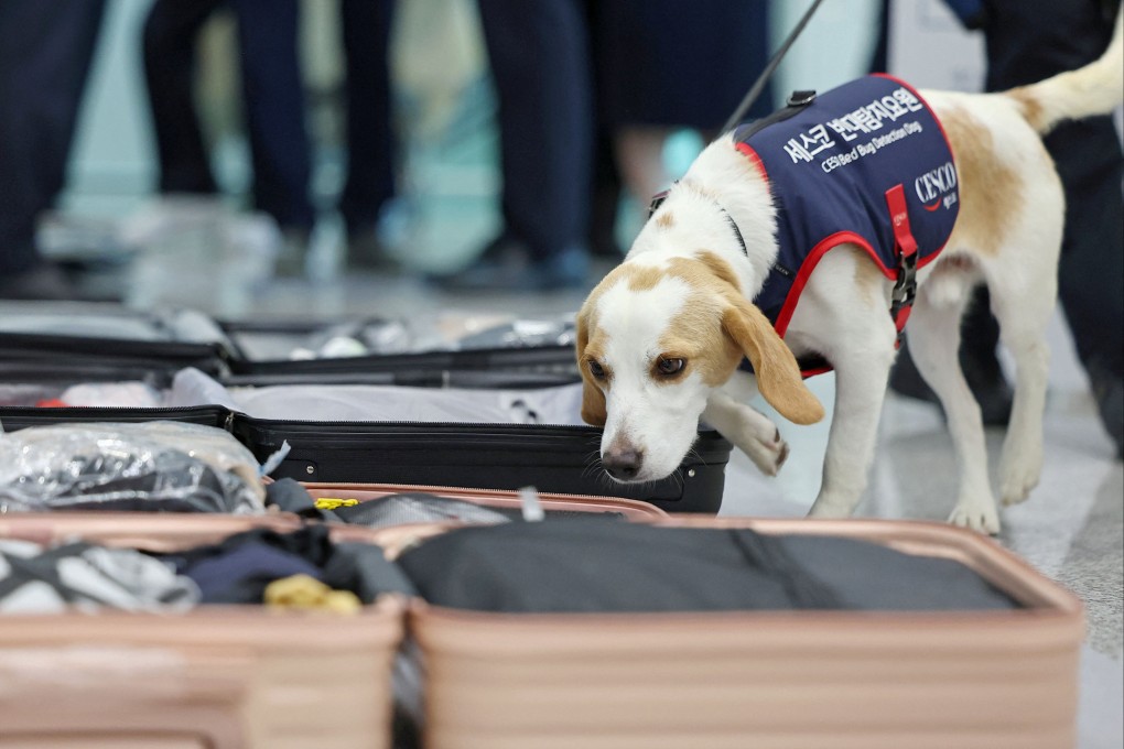 Leading the campaign is a two-year-old beagle named Ceco, who pest control company Cesco said is the first and so far only canine trained in the country to detect the odour of pheromones, the chemicals released by bedbugs. Photo: Reuters