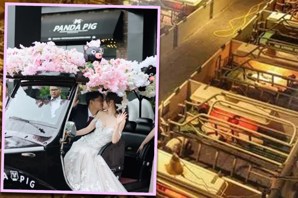 A pig farm in China has emerged as an unlikely venue for couples to get married. Photo: SCMP composite/Xiaohongshu/tidenews.com.cn