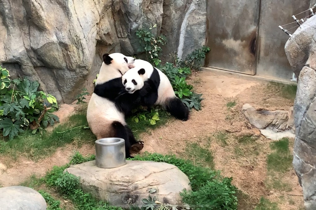 Ying Ying and Le Le, pictured in 2020, were given to Hong Kong in 2007. Photo: Ocean Park