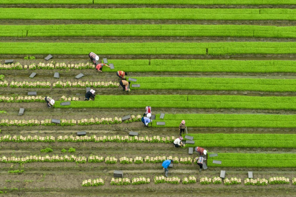 Farmers work a paddy field in China’s Jiangsu province. The nation has been striving to ensure a stable food supply for 1.4 billion people. Photo: Xinhua