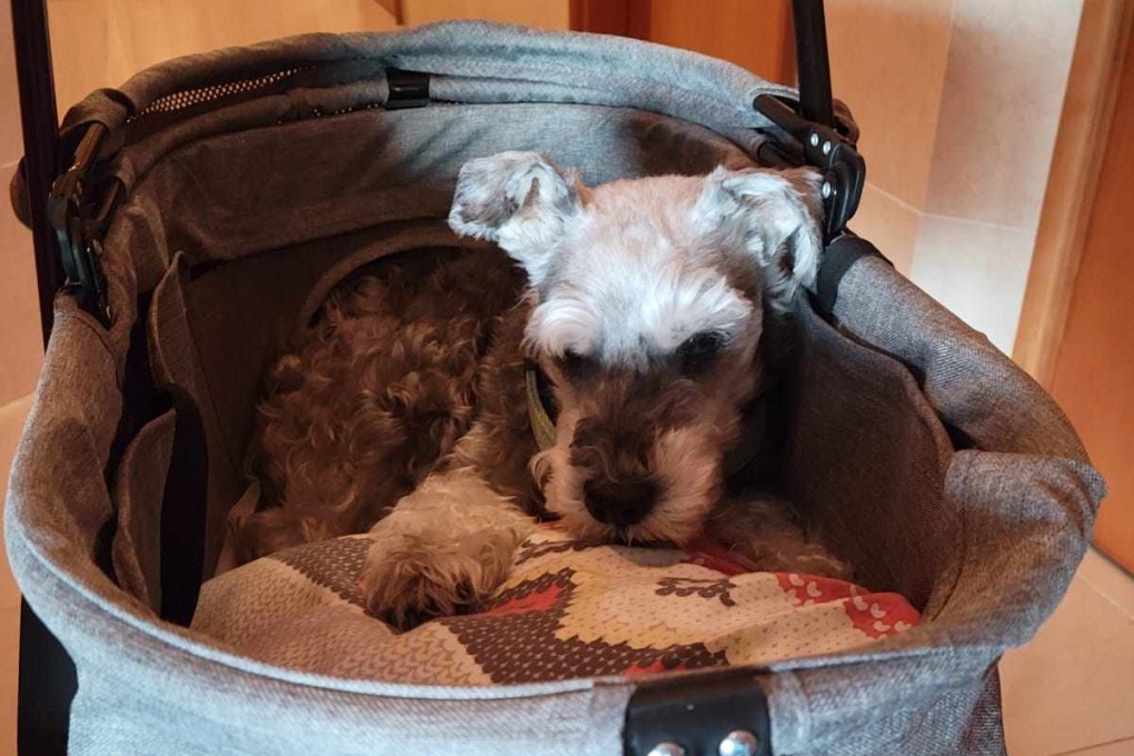 Having taken care of his elderly pet dog Colin (above) as his health declined, Tom Eves considers the purchases that helped him make his miniature Schnauzer’s life more comfortable. Photo: Tom Eves
