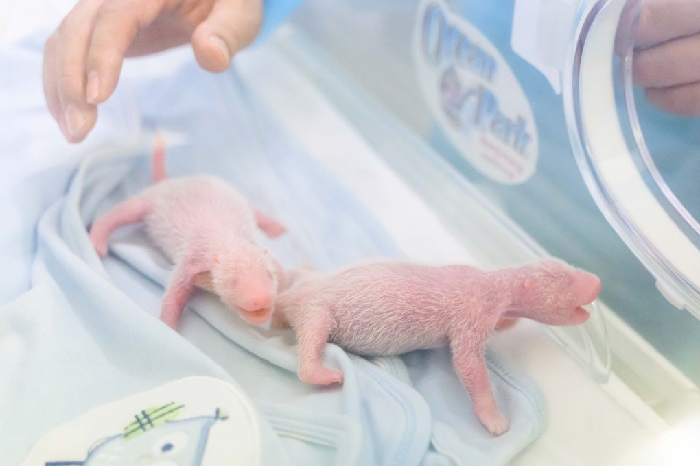 The twin cubs (male, left) were born in Hong Kong this week. Photo: Ocean Park