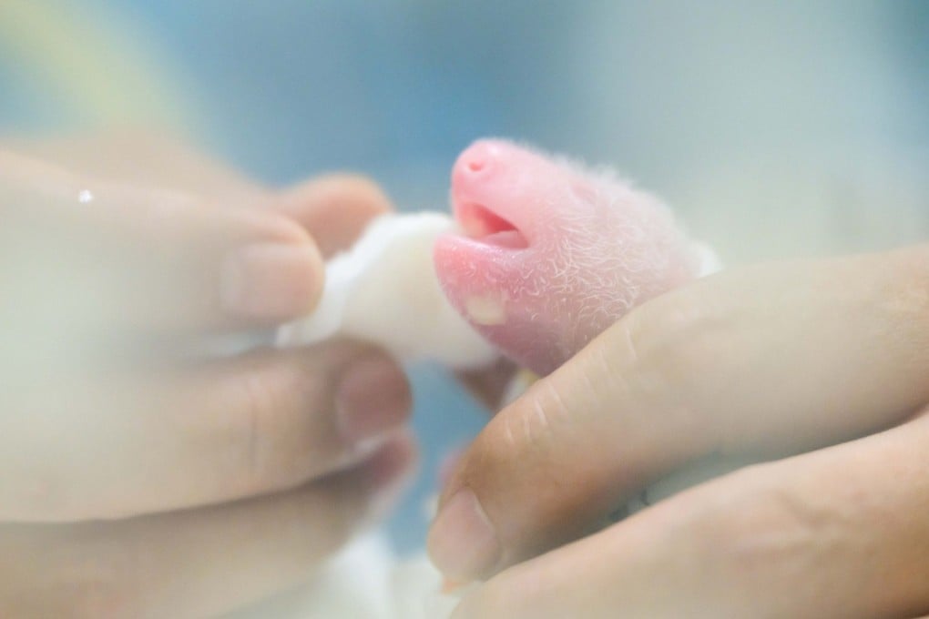 The male cub is in good hands. Photo: Ocean Park