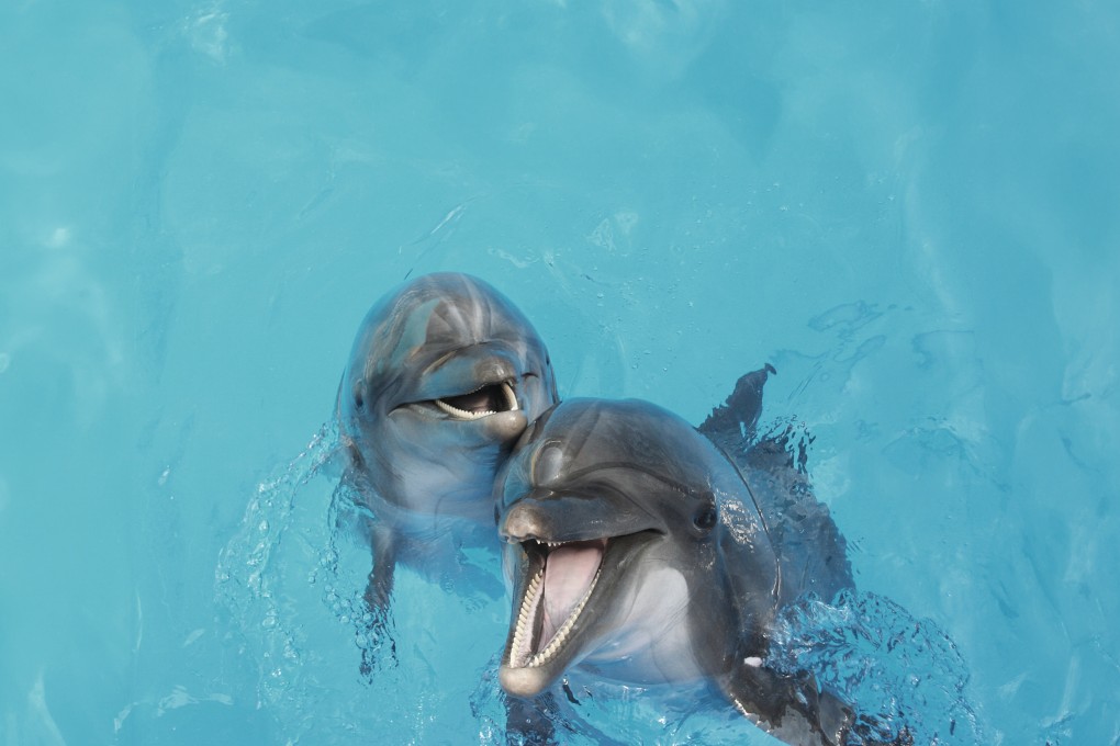 Animals communicate, but don’t expect to be Dr Dolittle, Cambridge University zoologist Arik Kershenbaum says in his book, Why Animals Talk – The New Science of Animal Communication. Photo. Shutterstock