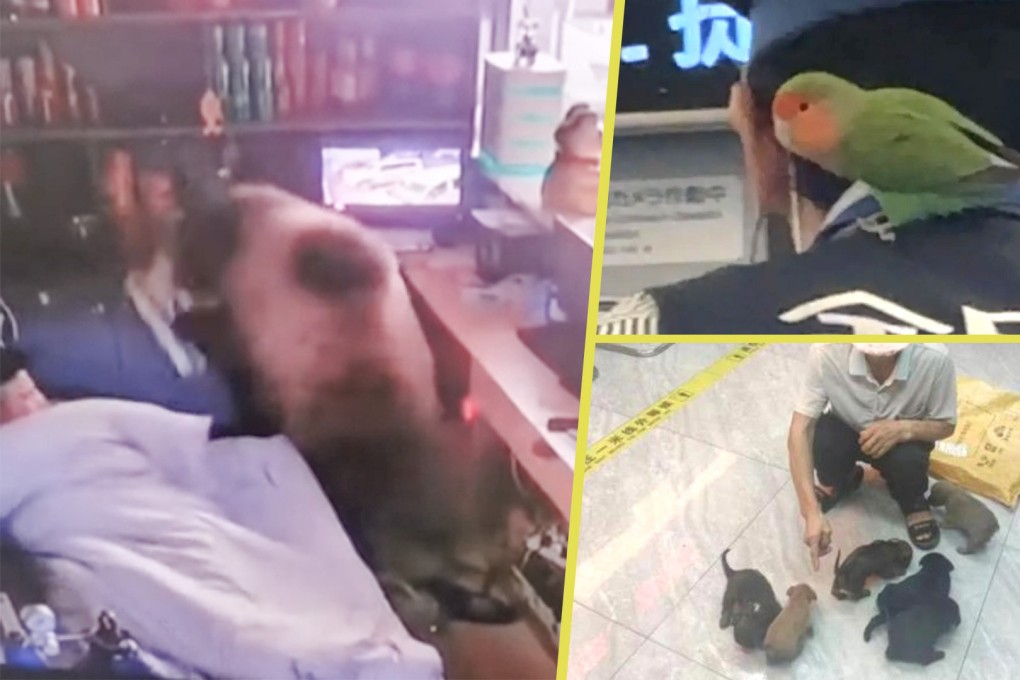 The Post rounds up some of the most recent weird and wonderful news stories from across Asia. Photo: SCMP composite/QQ.com