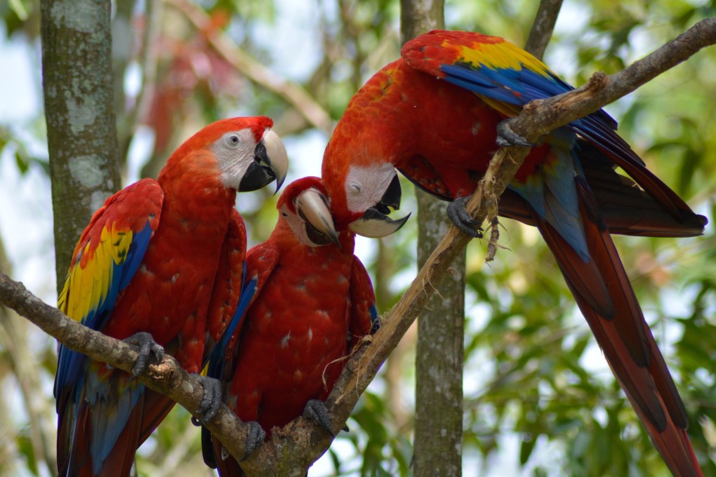 Birds are fascinating animals - how much do you know about them? Photo: Shutterstock