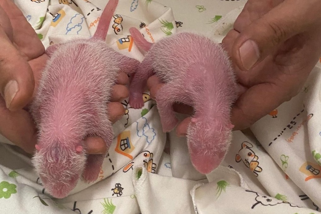 The twin panda cubs. Photo: Ocean Park