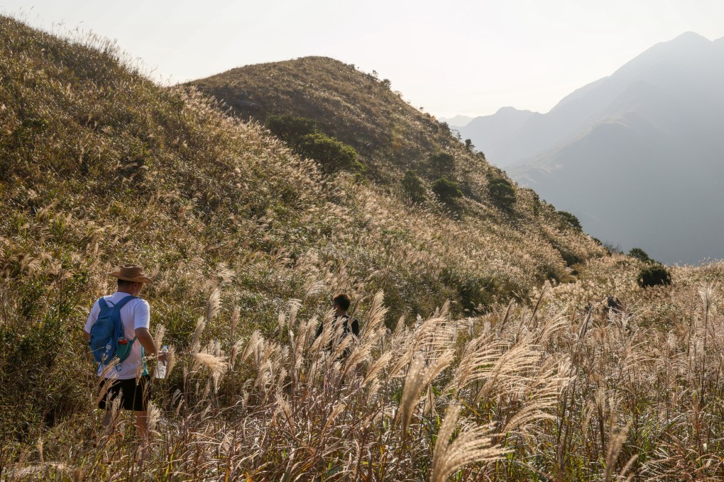 Hikers walk through Chinese silvergrass at Sunset Peak on  Lantau Island in November last year. Hong Kong’s position as an international finance centre and its existing rich biodiversity knowledge base mean there is ample opportunity to integrate biodiversity considerations into development. Photo: Dickson Lee
